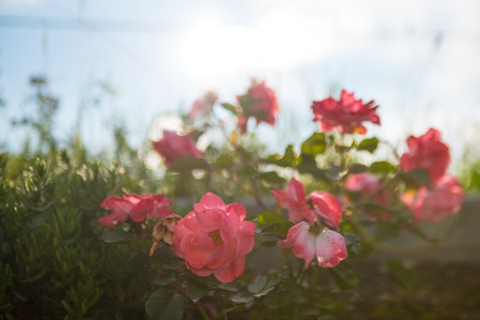 Testaufnahmen mit der Nikon D810.